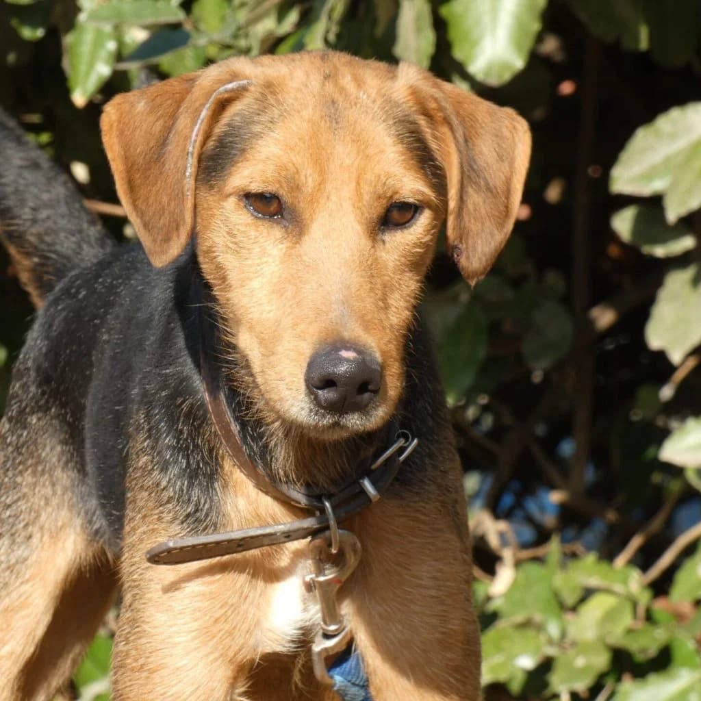 RUBY, male Jack Russell Terrier for adoption at Refuge Saint Roch (Valence), Valence — photo 2 of 12