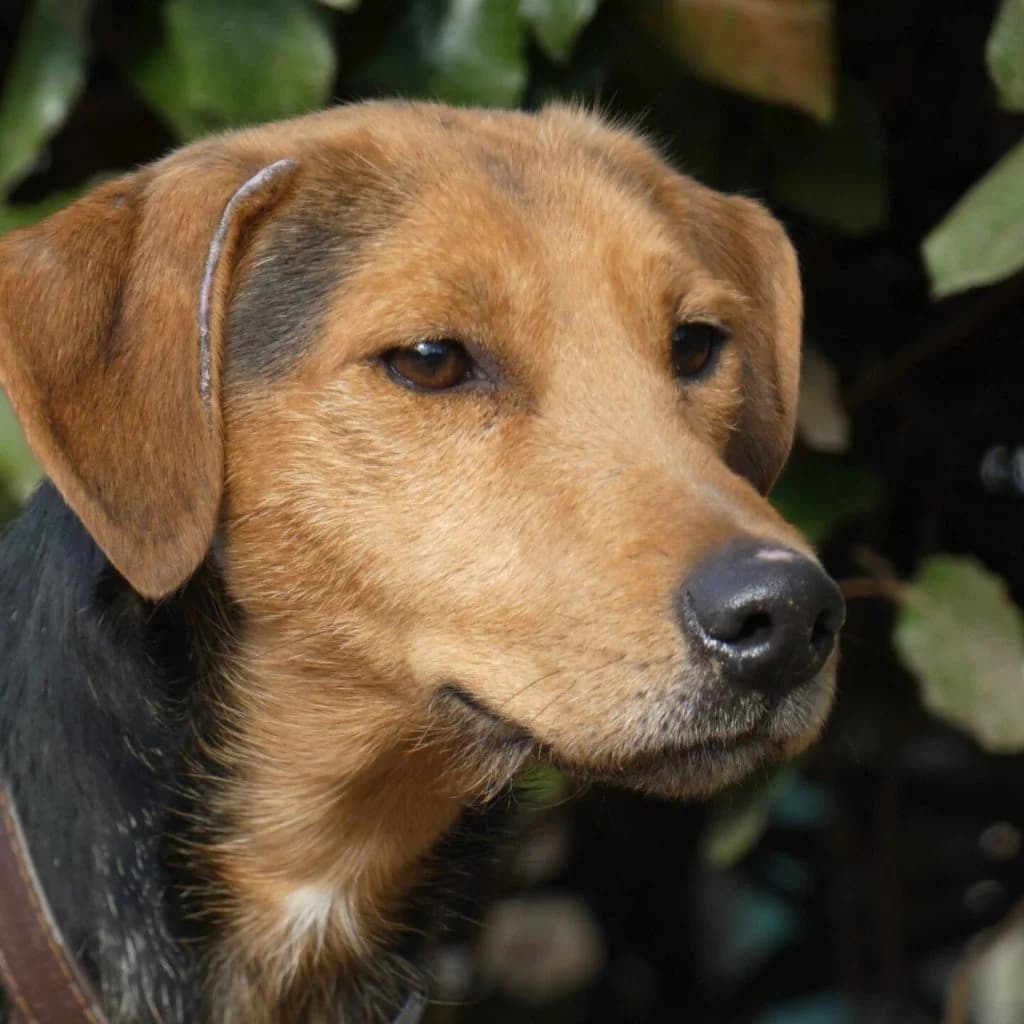 RUBY, male Jack Russell Terrier for adoption at Refuge Saint Roch (Valence), Valence — photo 3 of 12