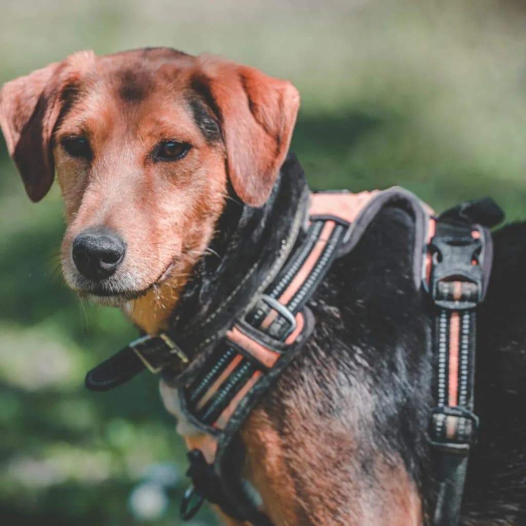 RUBY, male Jack Russell Terrier for adoption at Refuge Saint Roch (Valence), Valence — photo 4 of 12
