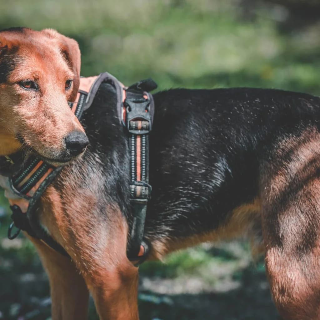 RUBY, male Jack Russell Terrier for adoption at Refuge Saint Roch (Valence), Valence — photo 5 of 12