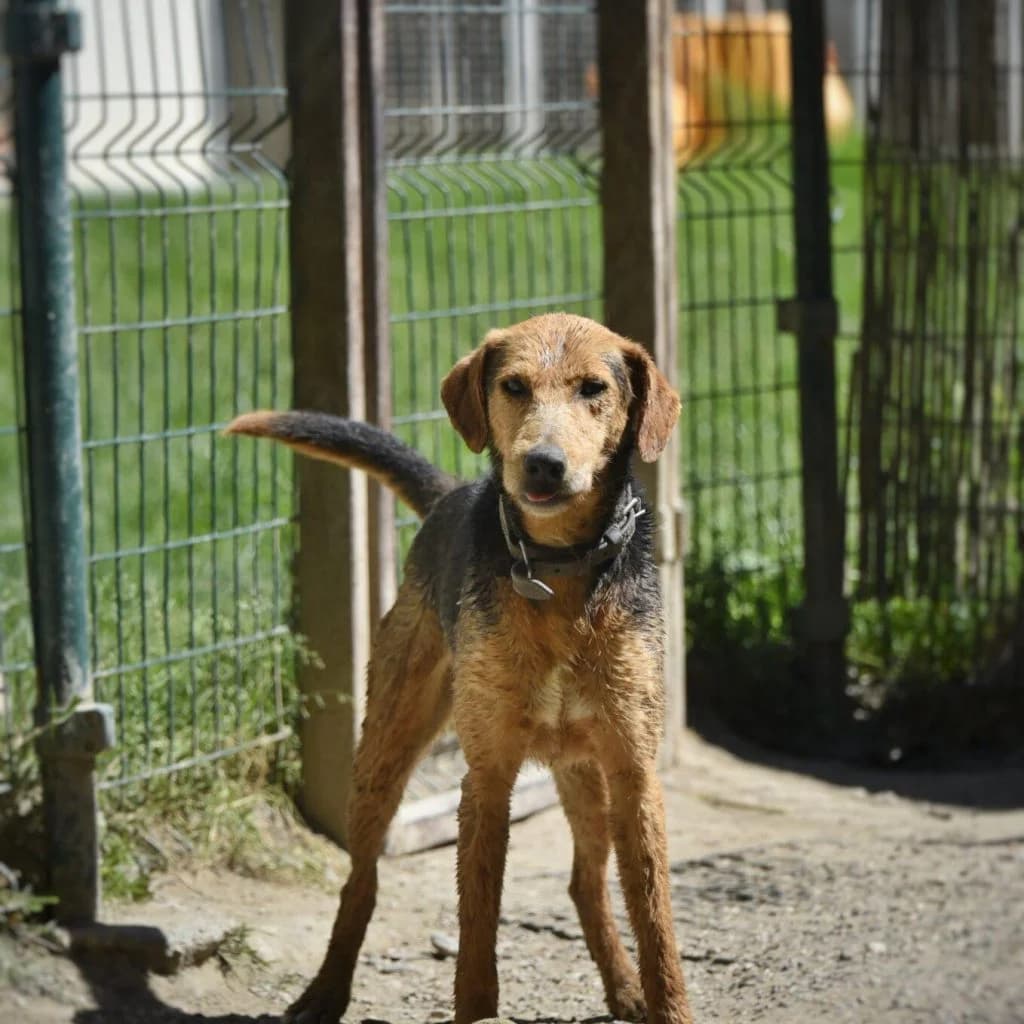 RUBY, male Jack Russell Terrier for adoption at Refuge Saint Roch (Valence), Valence — photo 6 of 12