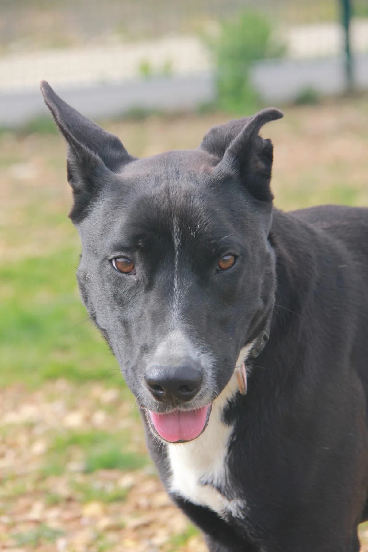 ORIA, female Labrador Retriever for adoption at Refuge Saint Roch (Valence), Valence