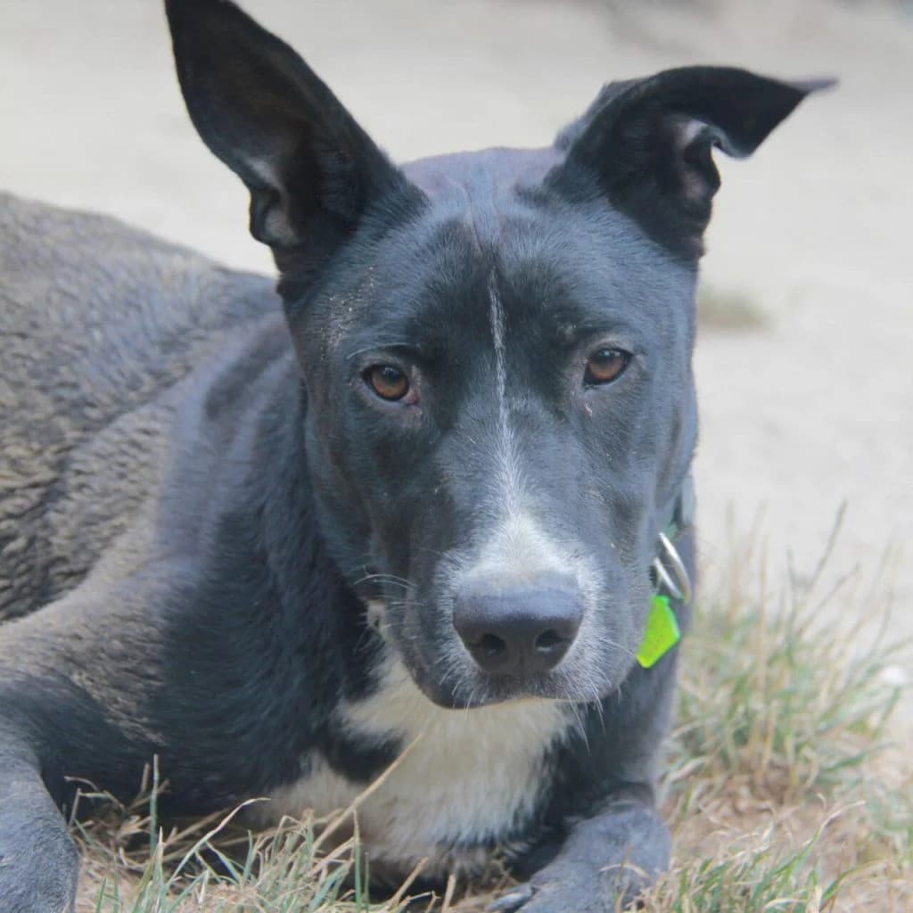 ORIA, female Labrador Retriever for adoption at Refuge Saint Roch (Valence), Valence — photo 2 of 13