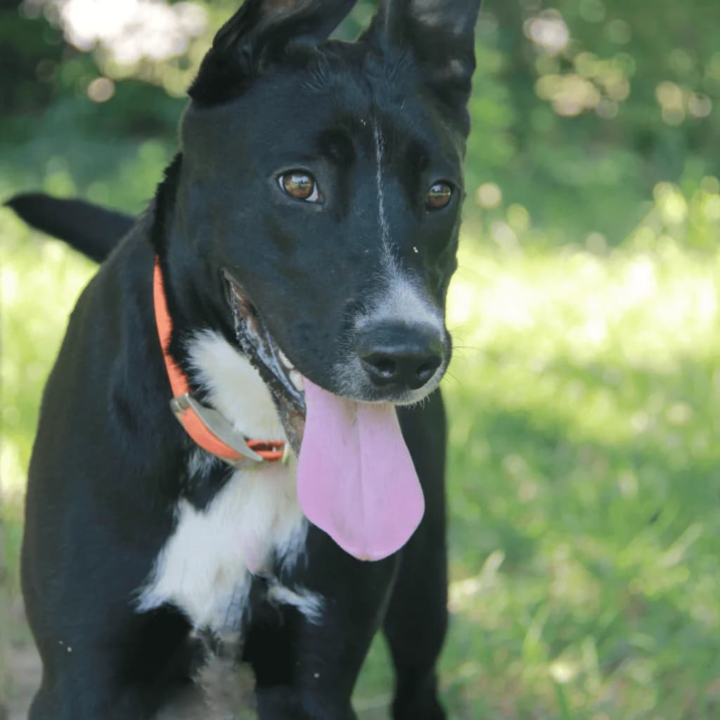 ORIA, female Labrador Retriever for adoption at Refuge Saint Roch (Valence), Valence — photo 3 of 13