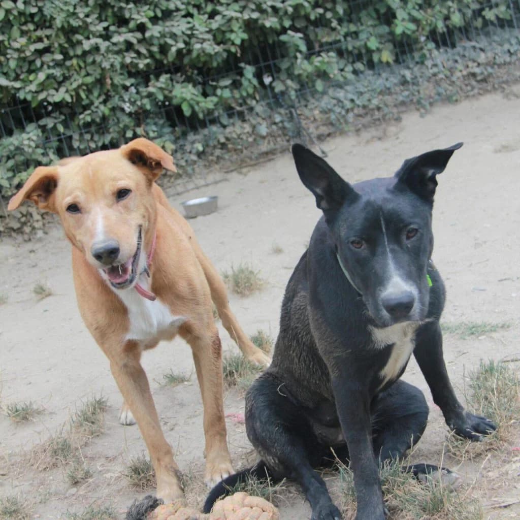ORIA, female Labrador Retriever for adoption at Refuge Saint Roch (Valence), Valence — photo 4 of 13