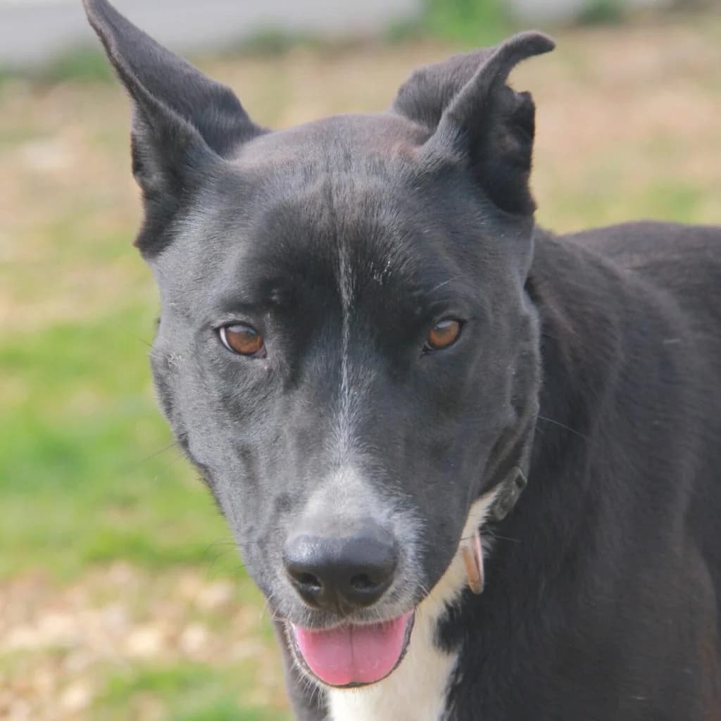 ORIA, female Labrador Retriever for adoption at Refuge Saint Roch (Valence), Valence — photo 5 of 13