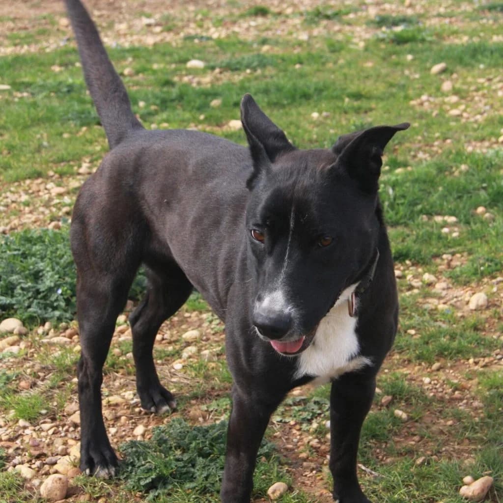 ORIA, female Labrador Retriever for adoption at Refuge Saint Roch (Valence), Valence — photo 6 of 13