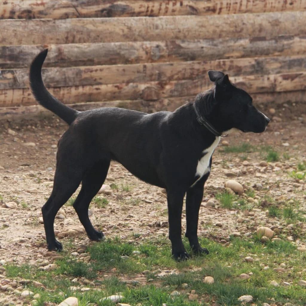 ORIA, female Labrador Retriever for adoption at Refuge Saint Roch (Valence), Valence — photo 7 of 13