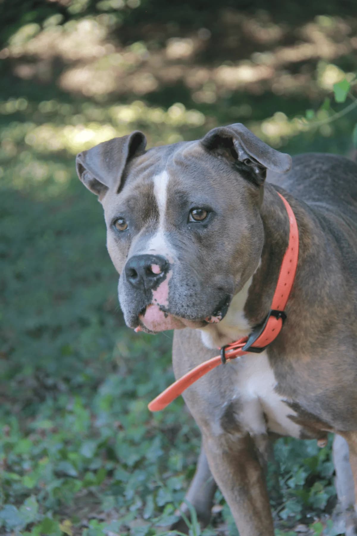 NARA, female mixed breed for adoption at Refuge Saint Roch (Valence), Valence