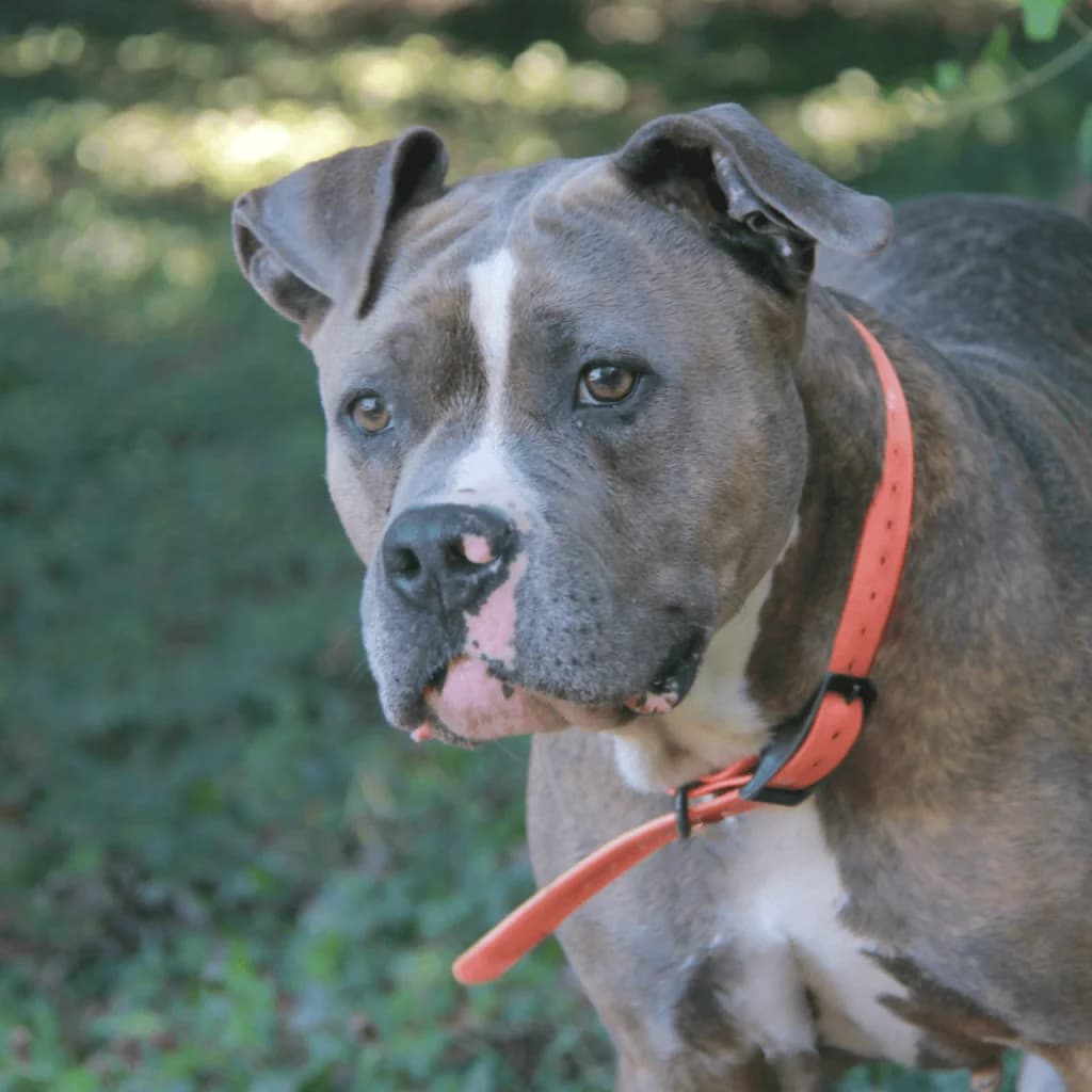 NARA, female mixed breed for adoption at Refuge Saint Roch (Valence), Valence — photo 2 of 10