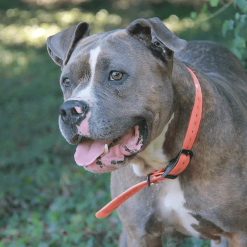 NARA, female mixed breed for adoption at Refuge Saint Roch (Valence), Valence — photo 3 of 10