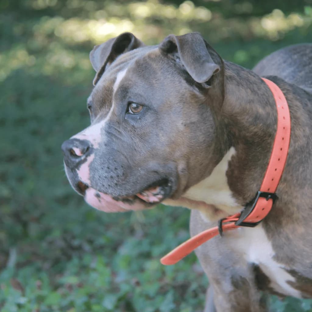 NARA, female mixed breed for adoption at Refuge Saint Roch (Valence), Valence — photo 4 of 10