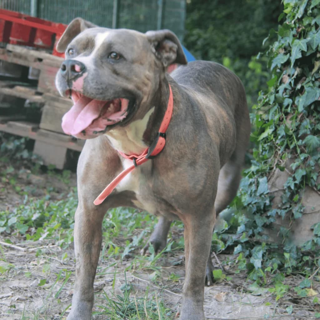 NARA, female mixed breed for adoption at Refuge Saint Roch (Valence), Valence — photo 5 of 10