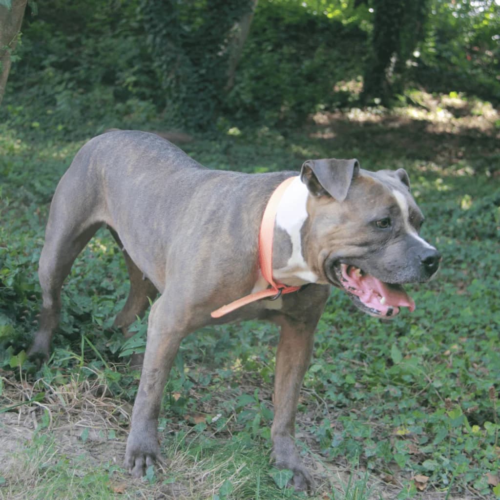 NARA, female mixed breed for adoption at Refuge Saint Roch (Valence), Valence — photo 6 of 10