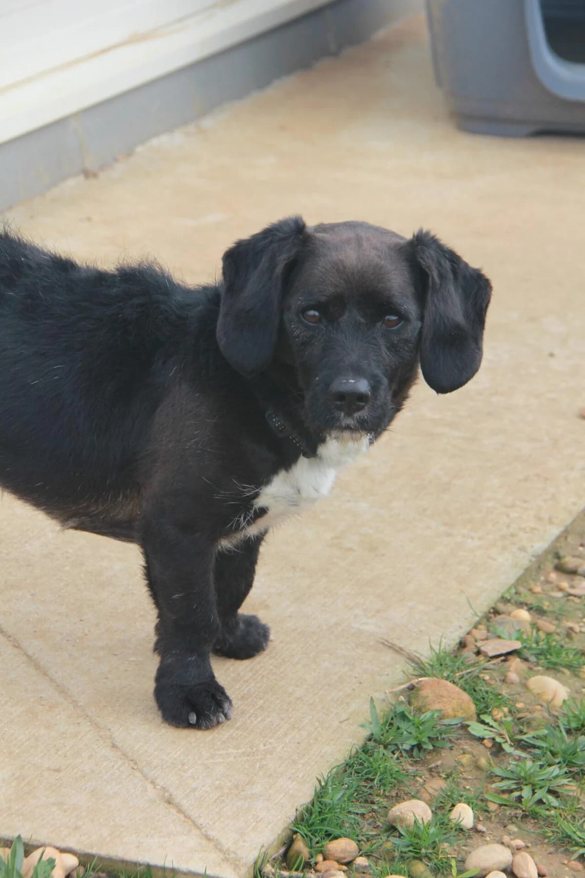 PACO, male Basset Hound for adoption at Refuge Saint Roch (Valence), Valence