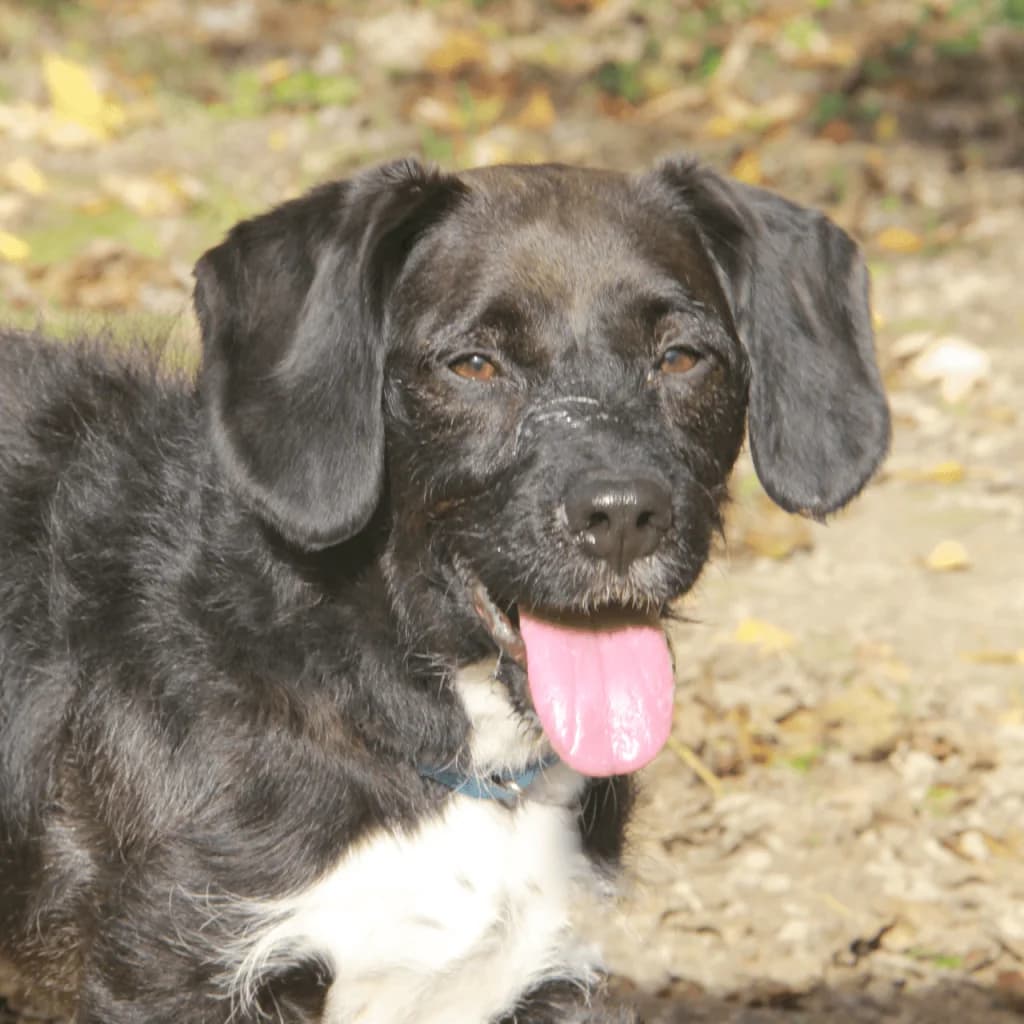 PACO, male Basset Hound for adoption at Refuge Saint Roch (Valence), Valence — photo 2 of 13