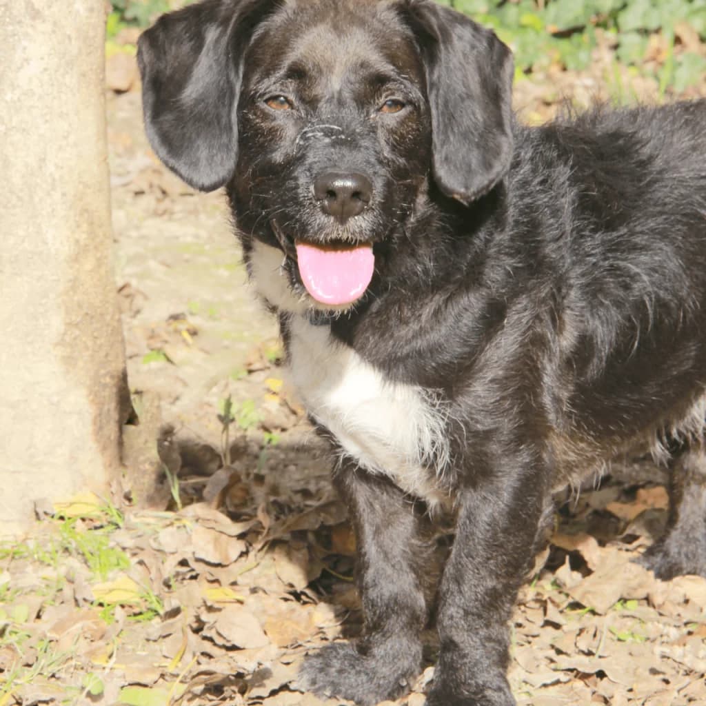 PACO, male Basset Hound for adoption at Refuge Saint Roch (Valence), Valence — photo 3 of 13