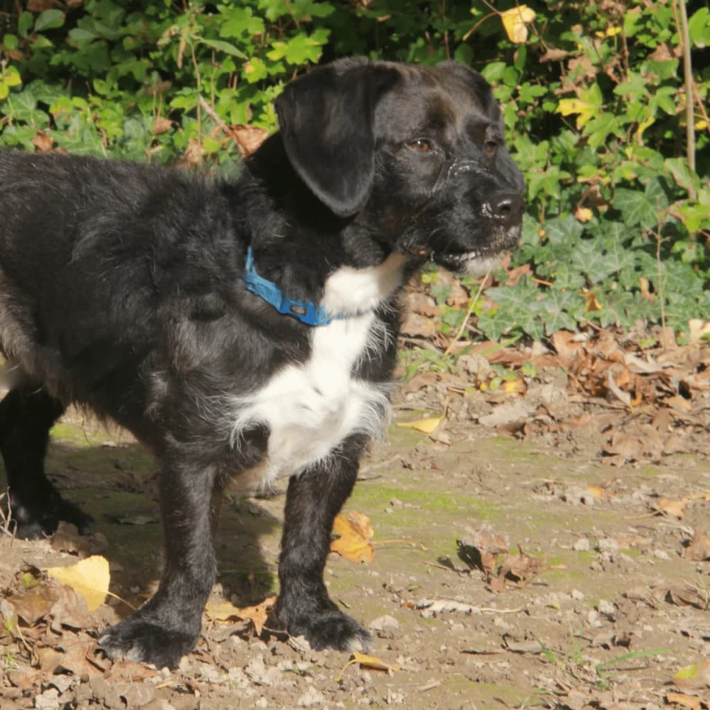 PACO, male Basset Hound for adoption at Refuge Saint Roch (Valence), Valence — photo 4 of 13