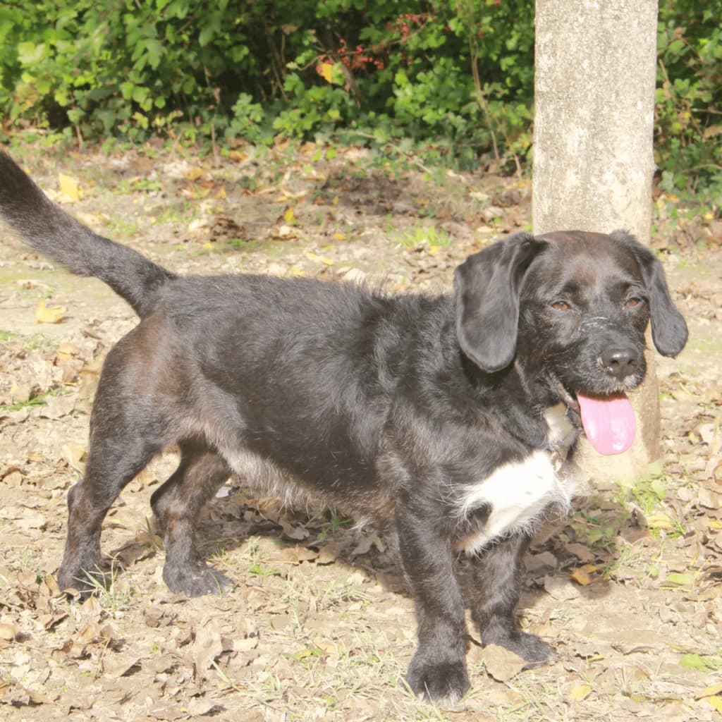 PACO, male Basset Hound for adoption at Refuge Saint Roch (Valence), Valence — photo 5 of 13