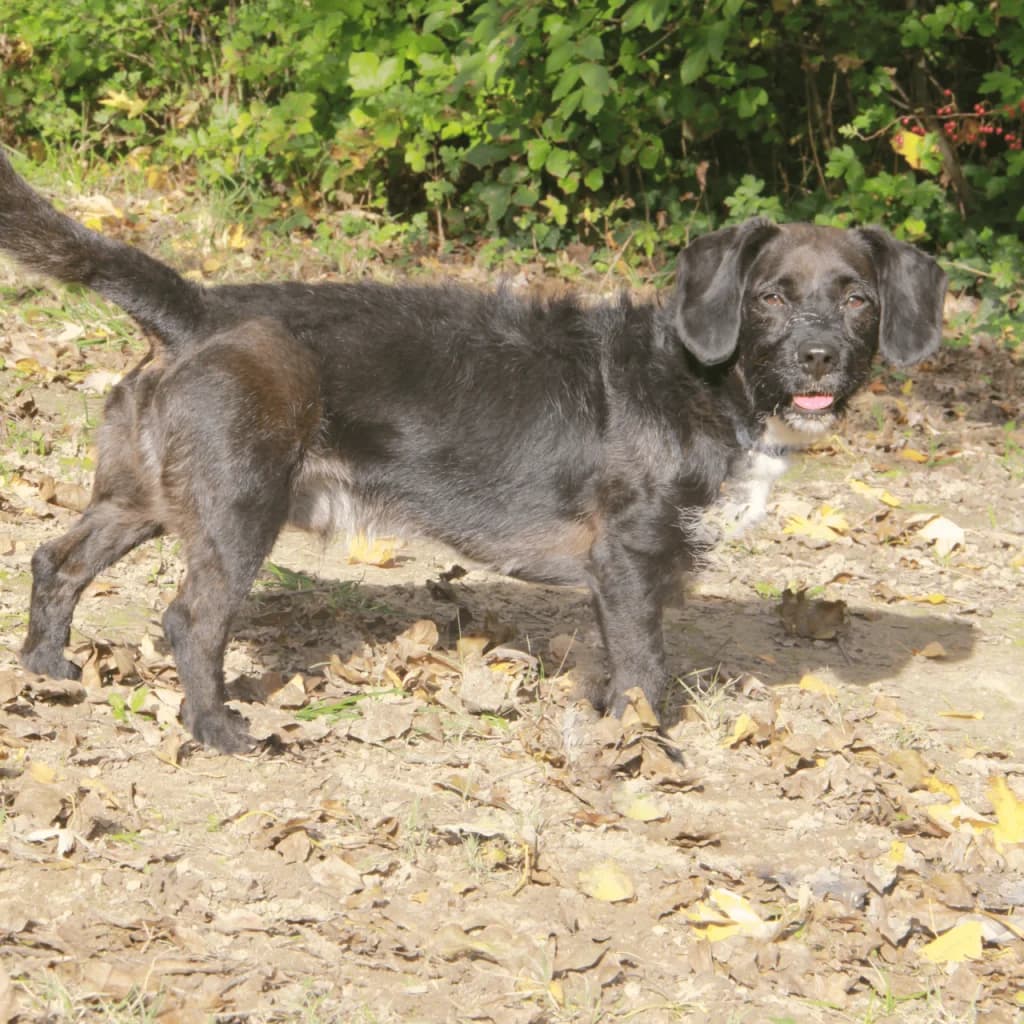 PACO, male Basset Hound for adoption at Refuge Saint Roch (Valence), Valence — photo 6 of 13