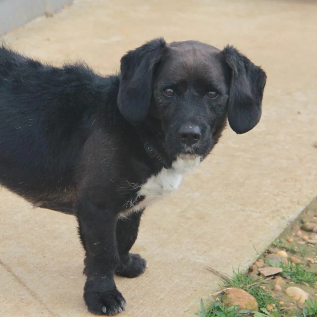 PACO, male Basset Hound for adoption at Refuge Saint Roch (Valence), Valence — photo 7 of 13