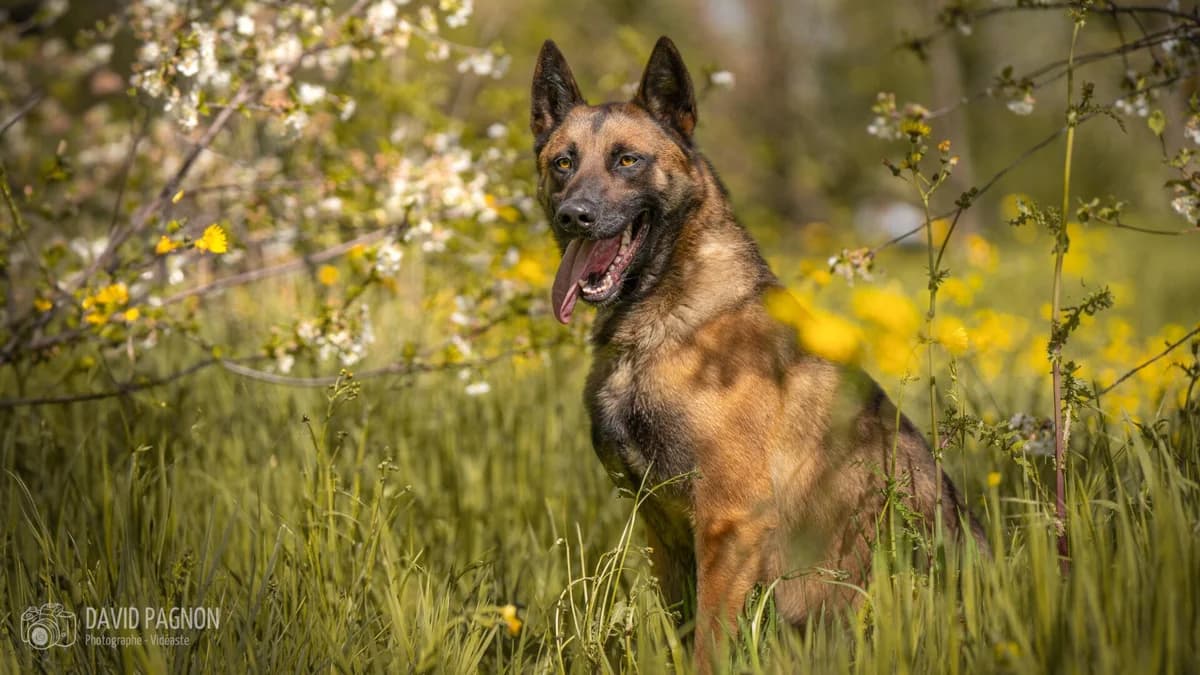 TARO, male Belgian Malinois for adoption at Refuge Saint Roch (Valence), Valence