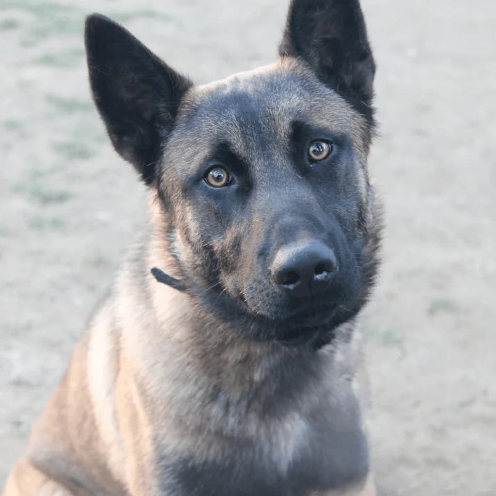 TARO, male Belgian Malinois for adoption at Refuge Saint Roch (Valence), Valence — photo 2 of 13