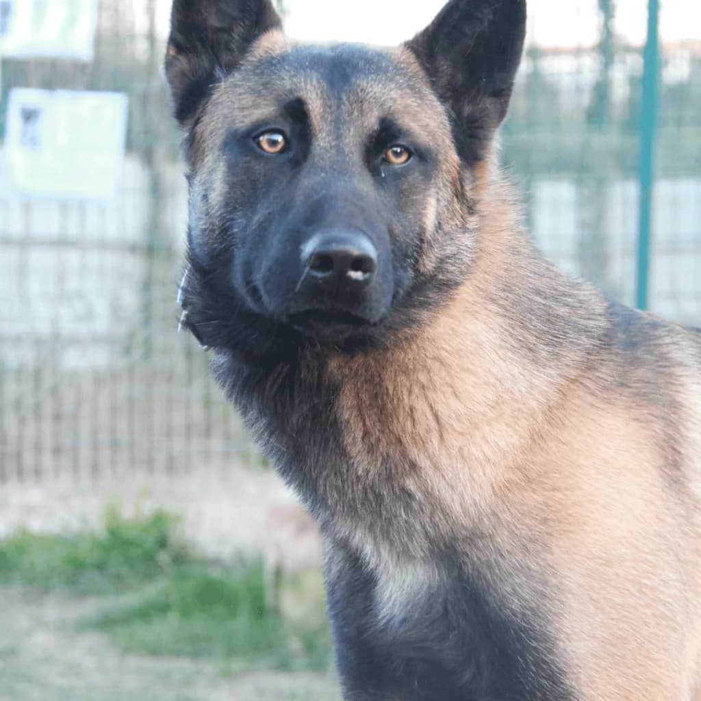 TARO, male Belgian Malinois for adoption at Refuge Saint Roch (Valence), Valence — photo 4 of 13