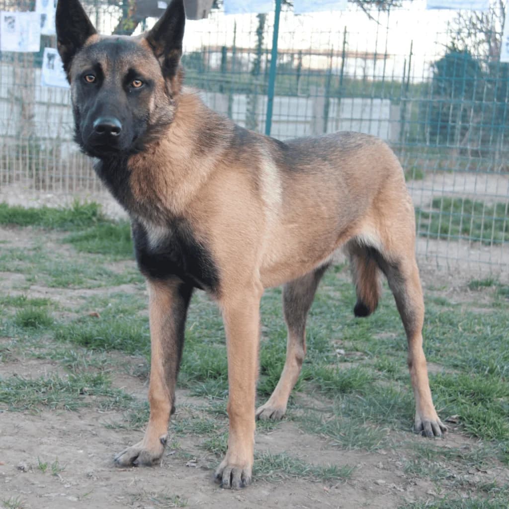 TARO, male Belgian Malinois for adoption at Refuge Saint Roch (Valence), Valence — photo 5 of 13