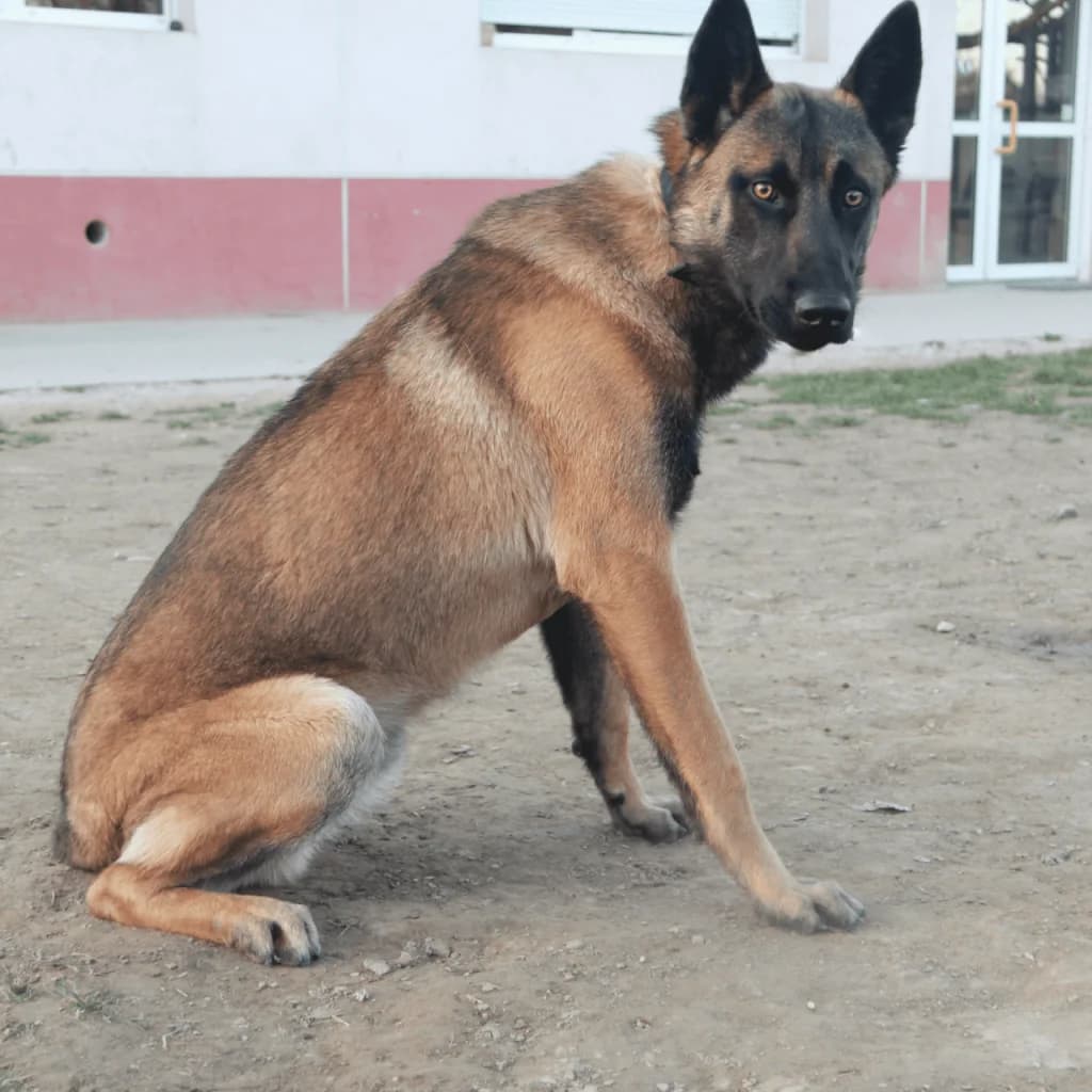 TARO, male Belgian Malinois for adoption at Refuge Saint Roch (Valence), Valence — photo 6 of 13