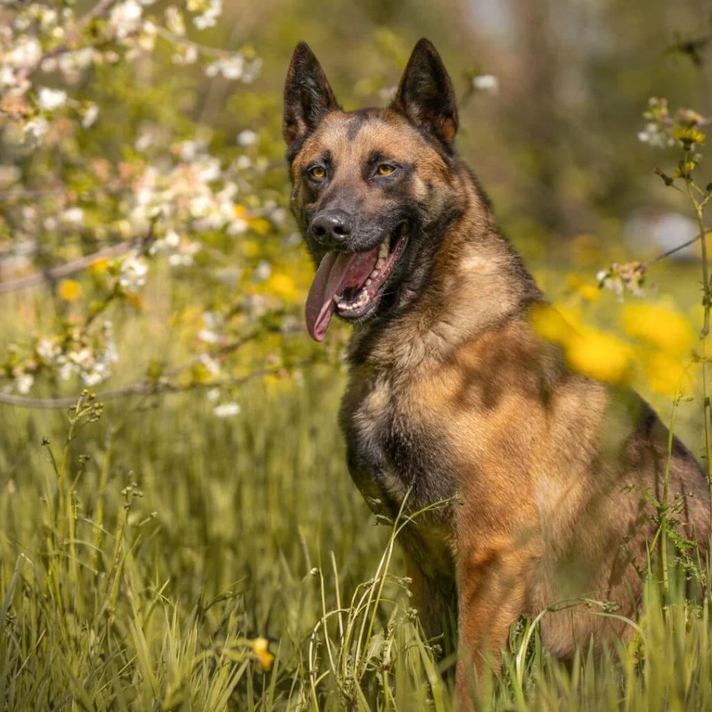 TARO, male Belgian Malinois for adoption at Refuge Saint Roch (Valence), Valence — photo 7 of 13