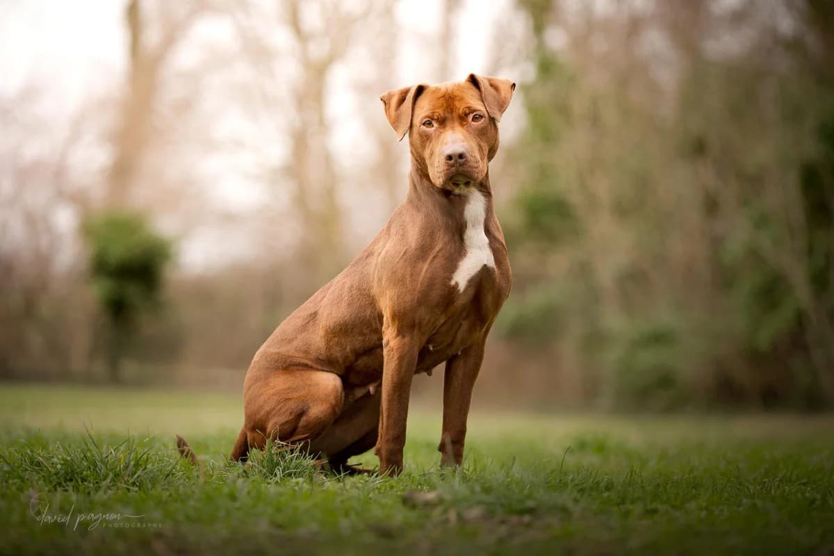 SKY, female Labrador Retriever for adoption at Refuge Saint Roch (Valence), Valence