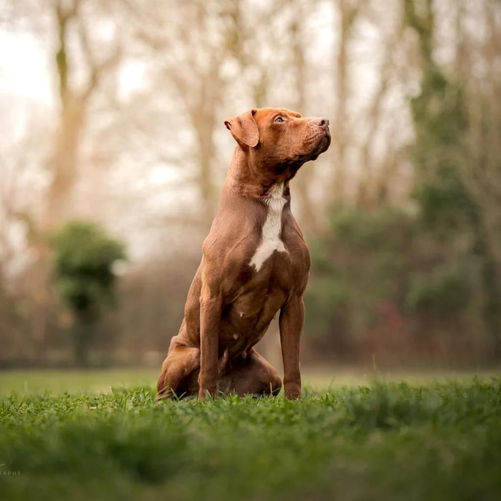 SKY, female Labrador Retriever for adoption at Refuge Saint Roch (Valence), Valence — photo 3 of 21
