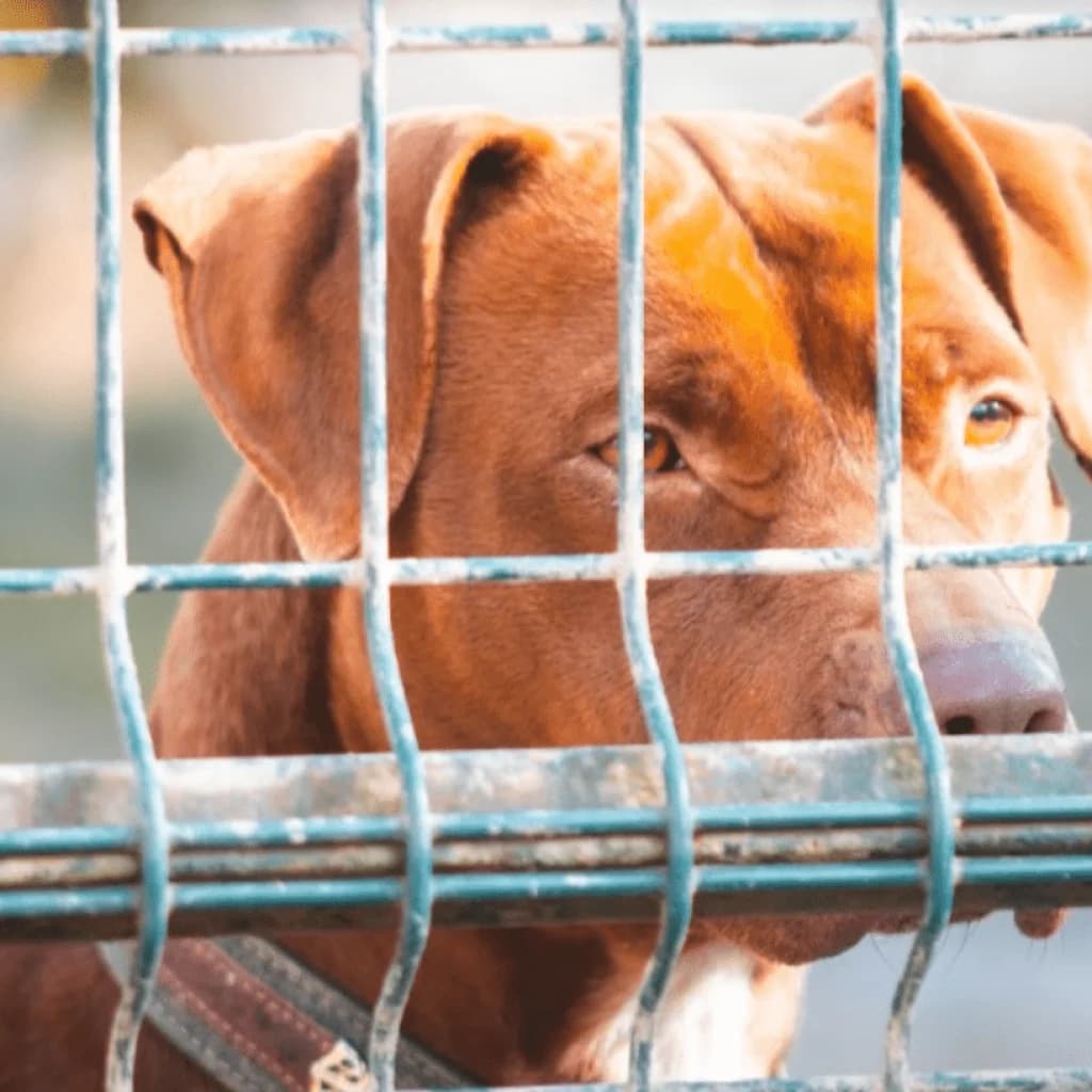 SKY, female Labrador Retriever for adoption at Refuge Saint Roch (Valence), Valence — photo 4 of 21