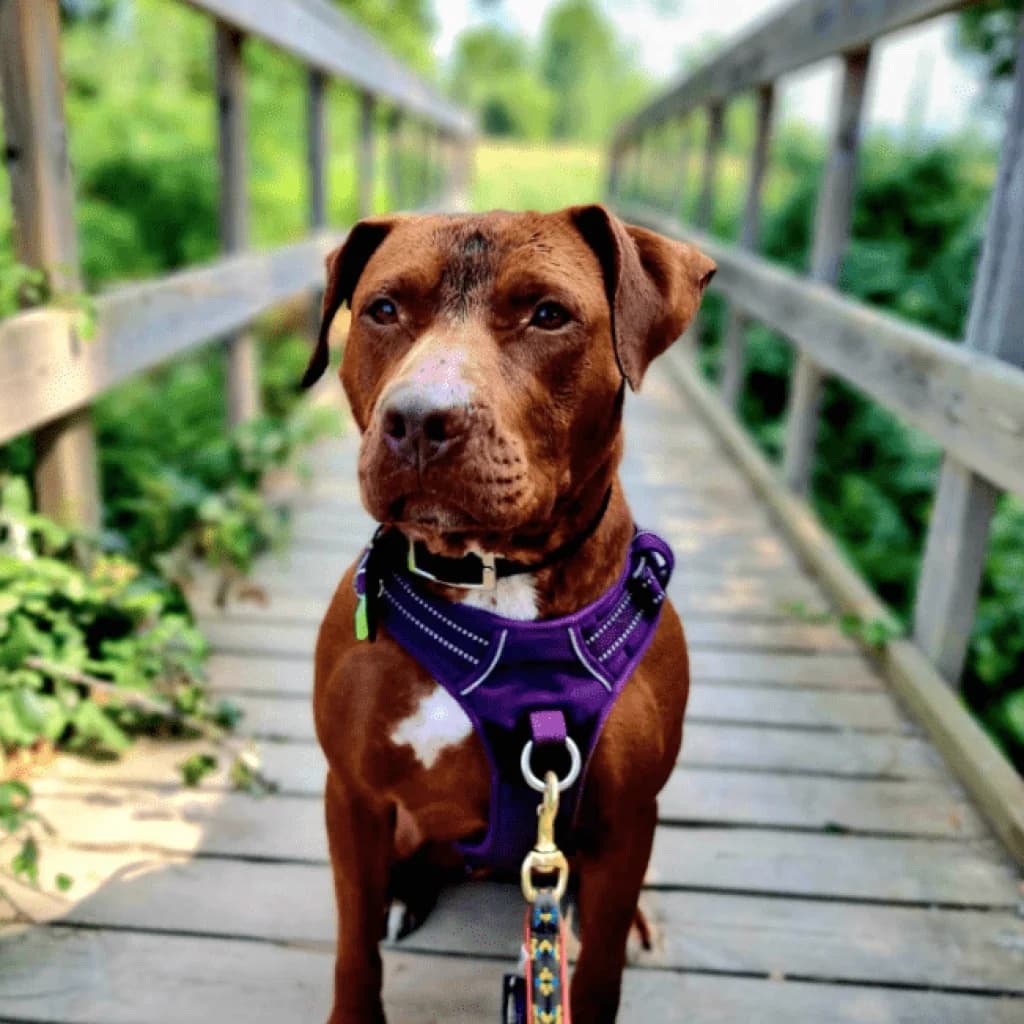 SKY, female Labrador Retriever for adoption at Refuge Saint Roch (Valence), Valence — photo 5 of 21