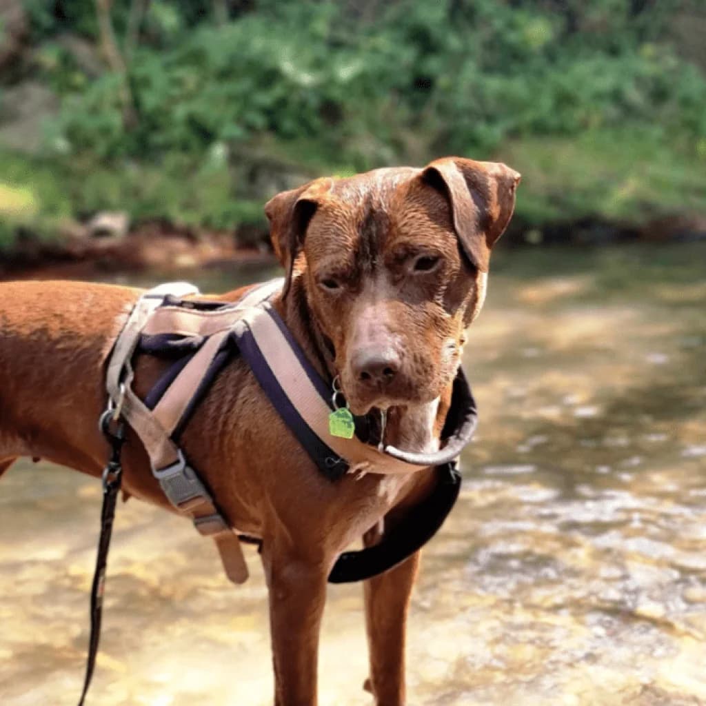 SKY, female Labrador Retriever for adoption at Refuge Saint Roch (Valence), Valence — photo 6 of 21