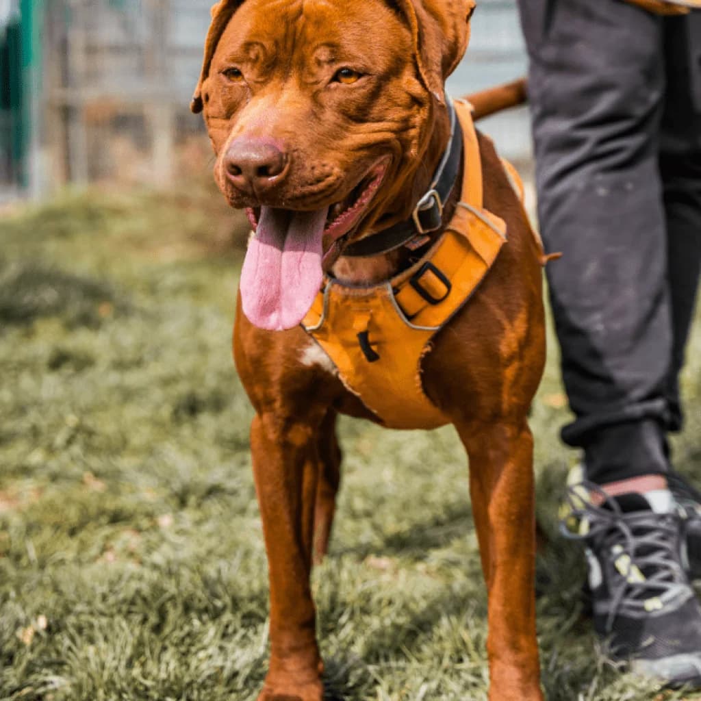 SKY, female Labrador Retriever for adoption at Refuge Saint Roch (Valence), Valence — photo 7 of 21