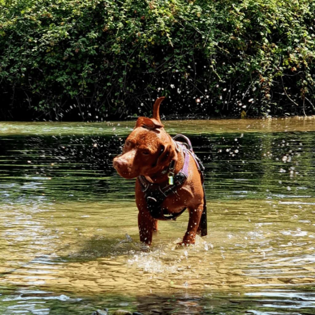 SKY, female Labrador Retriever for adoption at Refuge Saint Roch (Valence), Valence — photo 8 of 21