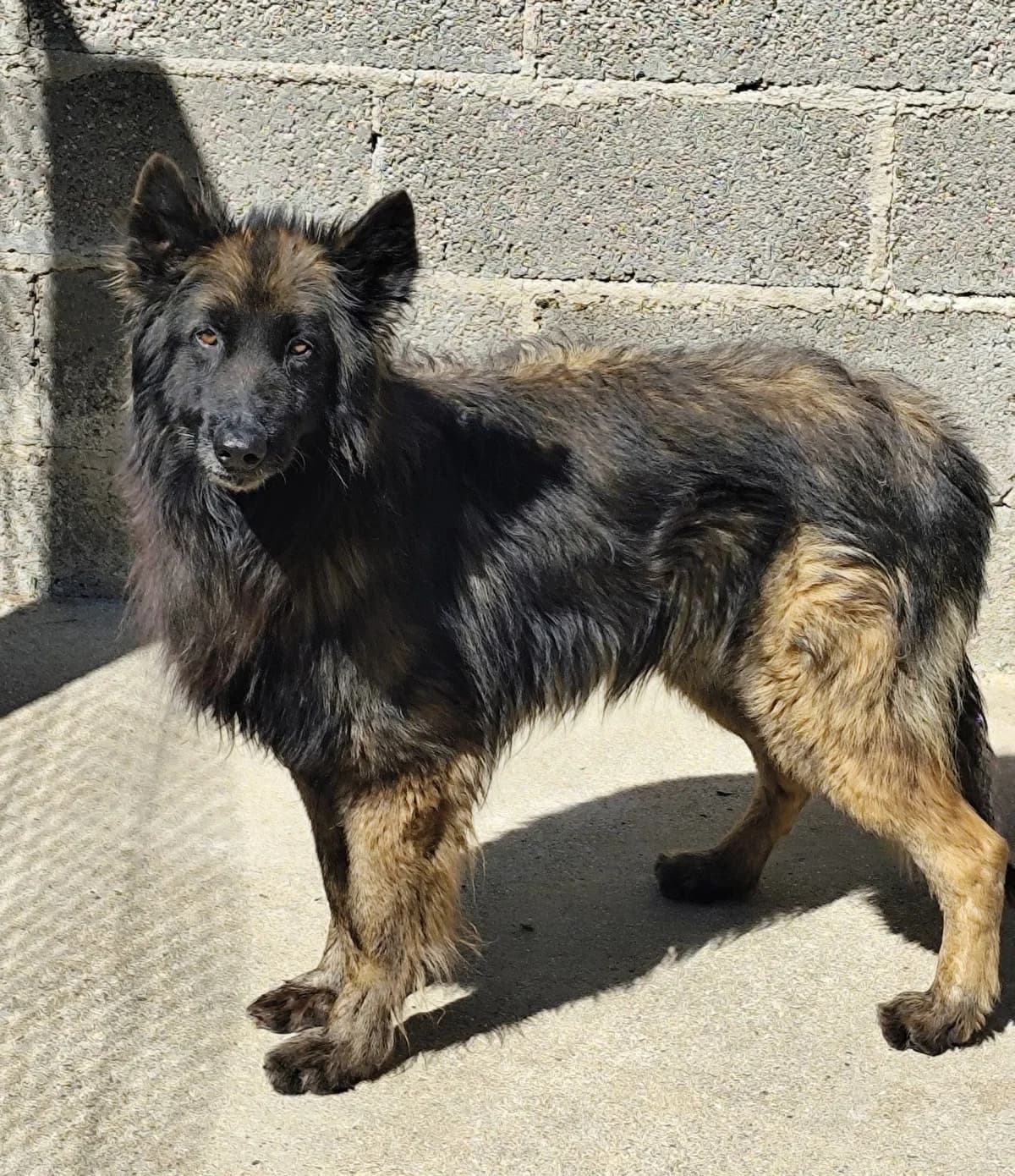 Styx, male 5yo Belgian Malinois for adoption at Refuge Saint-Jean
