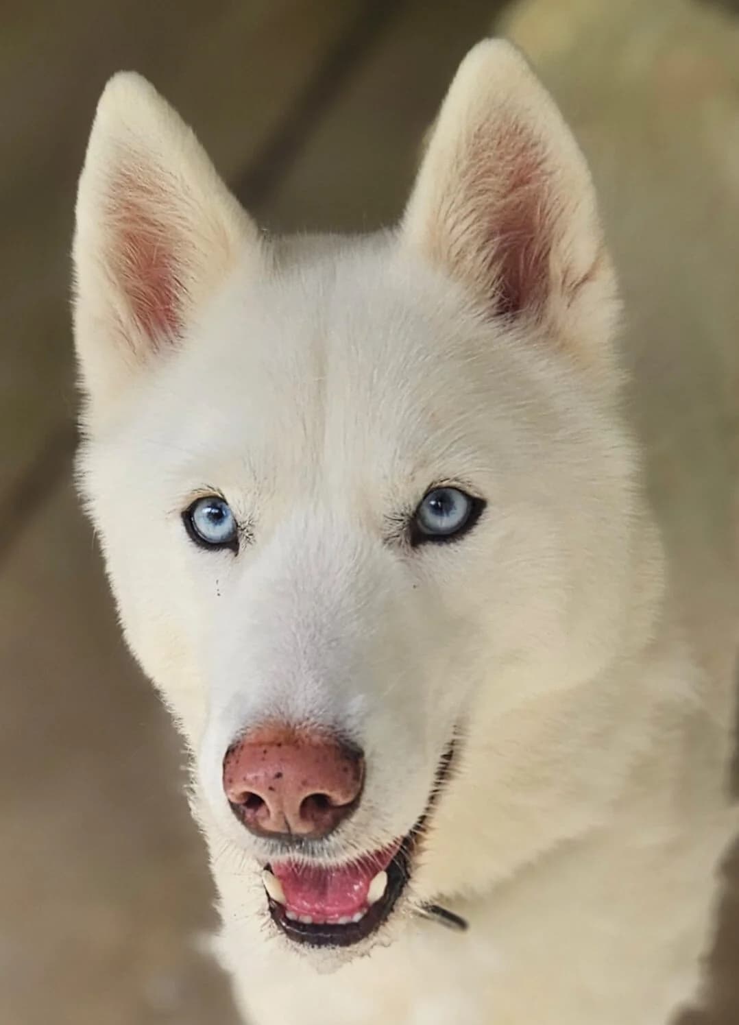 JUL, Mixed Breed (Refuge Thiernay)