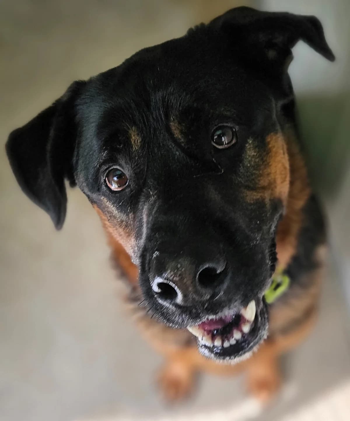 CODY, Mixed Breed (Refuge Thiernay)