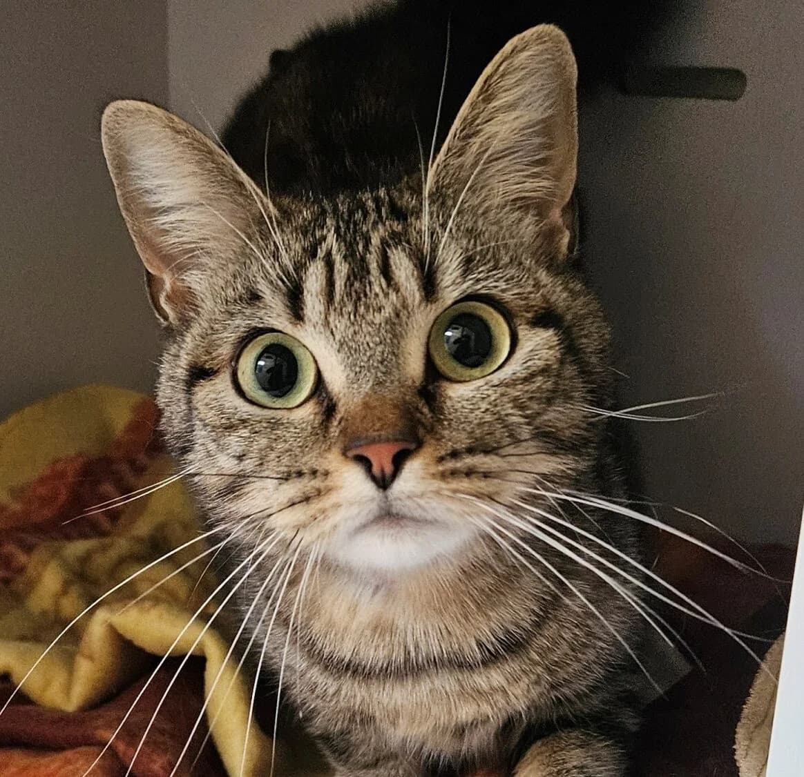 LILOU, Mixed Breed (Refuge Thiernay)