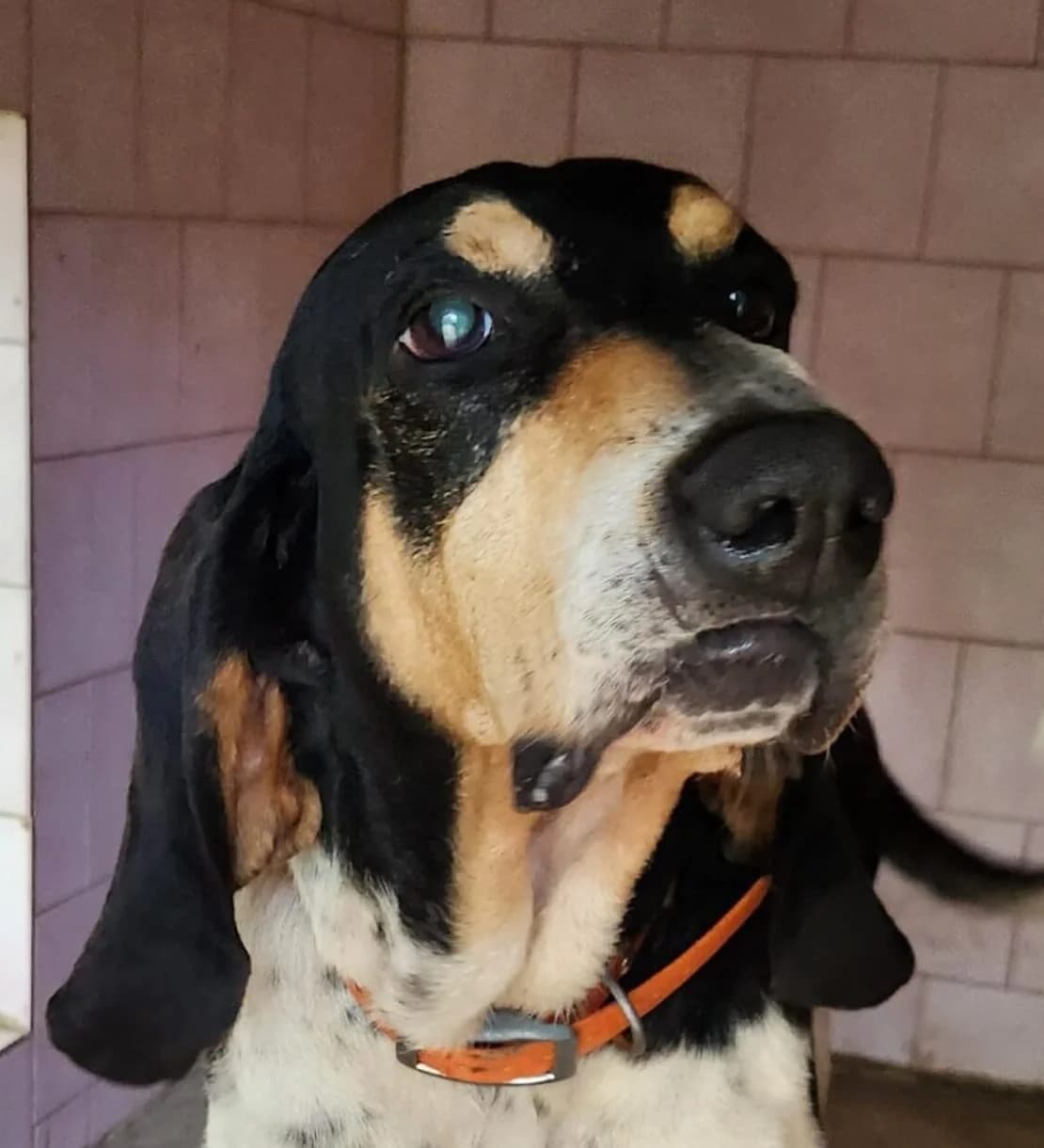Piago, Mixed Breed (Refuge Thiernay)