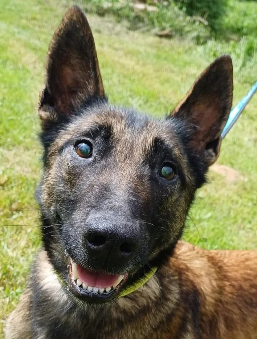 Leia, Mixed Breed (Refuge Thiernay)