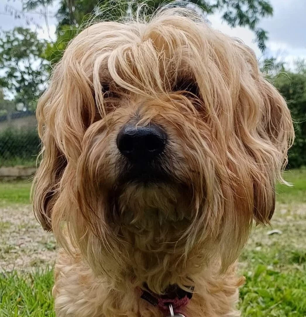 Oury, Mixed Breed (Refuge Thiernay)