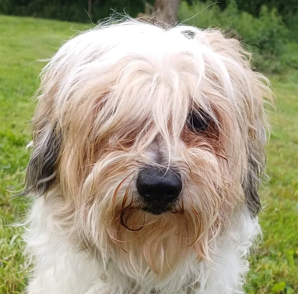 Olwen, Mixed Breed (Refuge Thiernay)