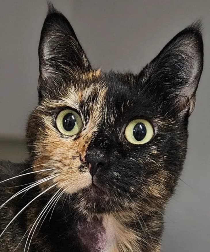 Aya, Mixed Breed (Refuge Thiernay)