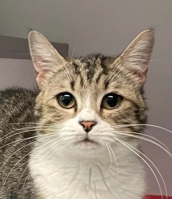Nacelle, female Mixed Breed for adoption at Refuge Thiernay