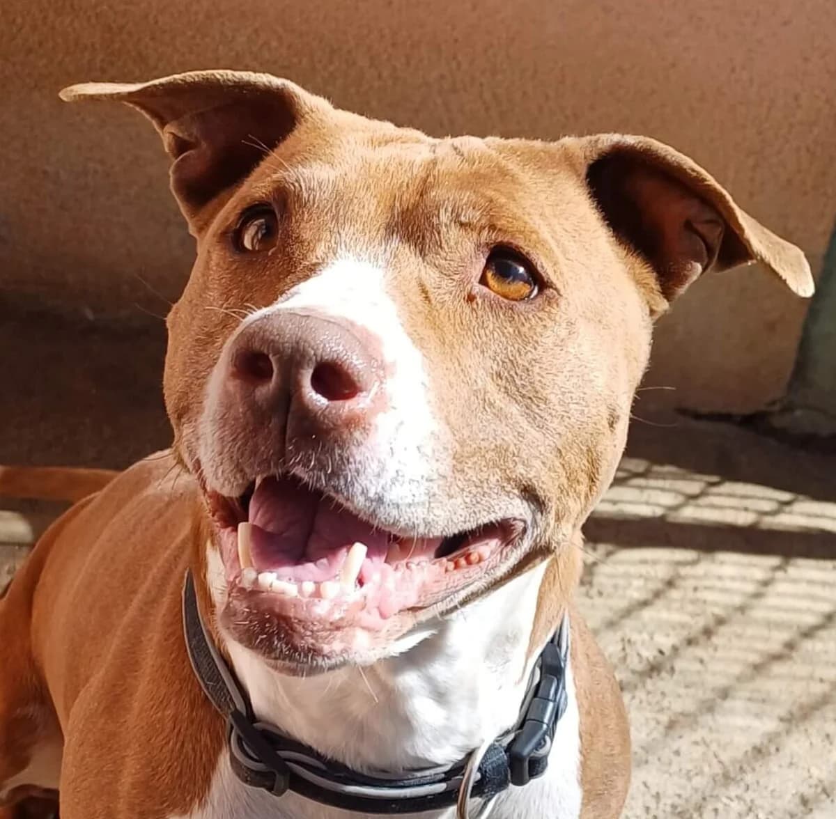 Daenerys, Mixed Breed (Refuge Thiernay)