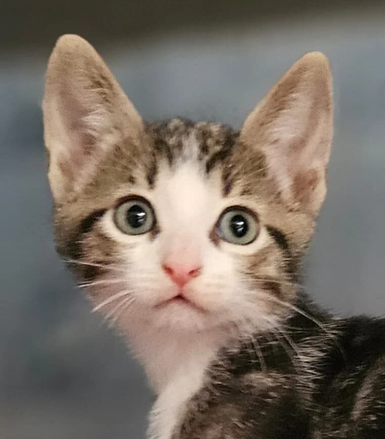 Bazooka, male Mixed Breed for adoption at Refuge Thiernay